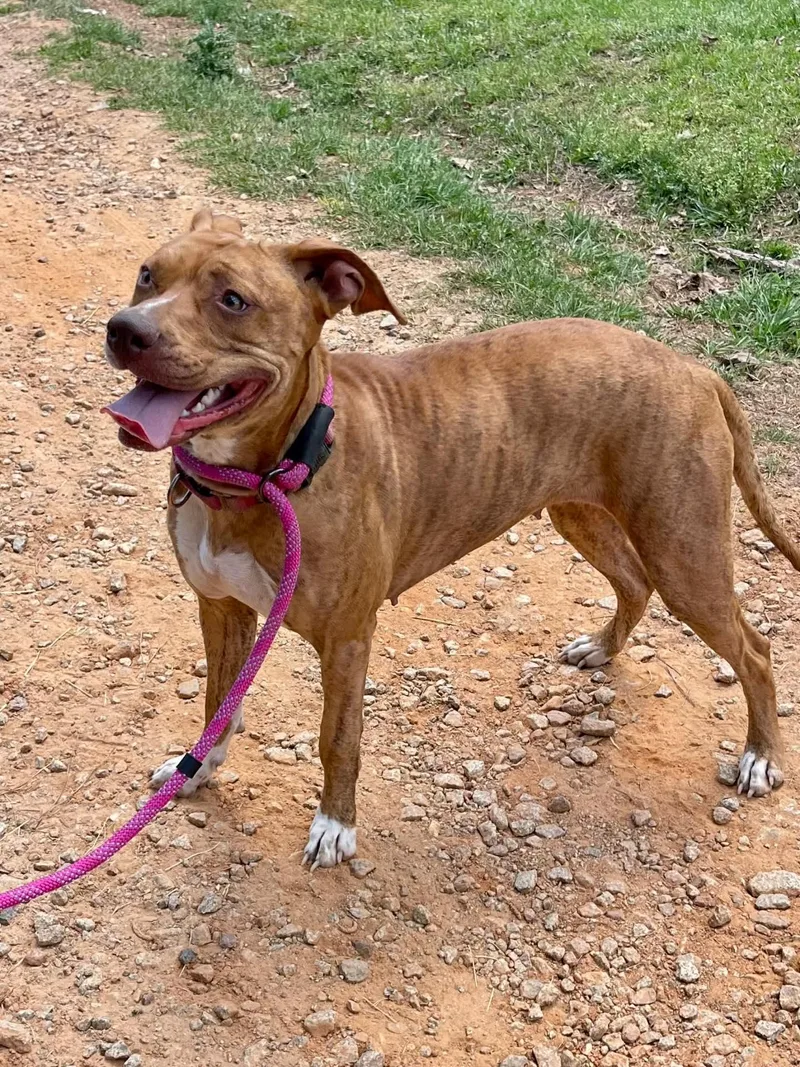 An adult medium-sized female Mixed Breed dog named Lady for adoption in St. Albans, VT