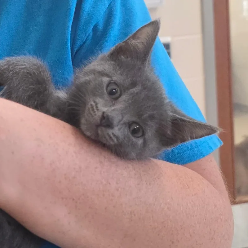 A baby small-sized male Gray / Blue / Silver Domestic Short Hair cat named Red Scar for adoption in Chatham, VA