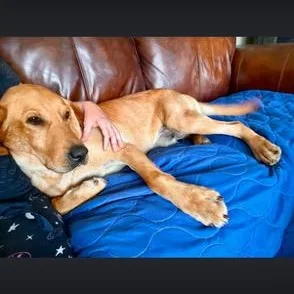 An adult large-sized male Golden Retriever dog named Elvis for adoption in Indian Mound, TN