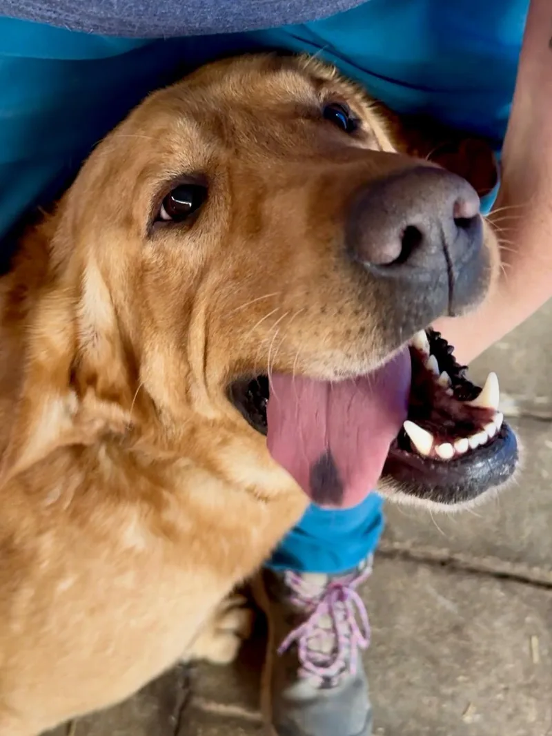 Elvis thumbnail 3