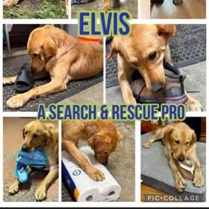 Elvis thumbnail 4