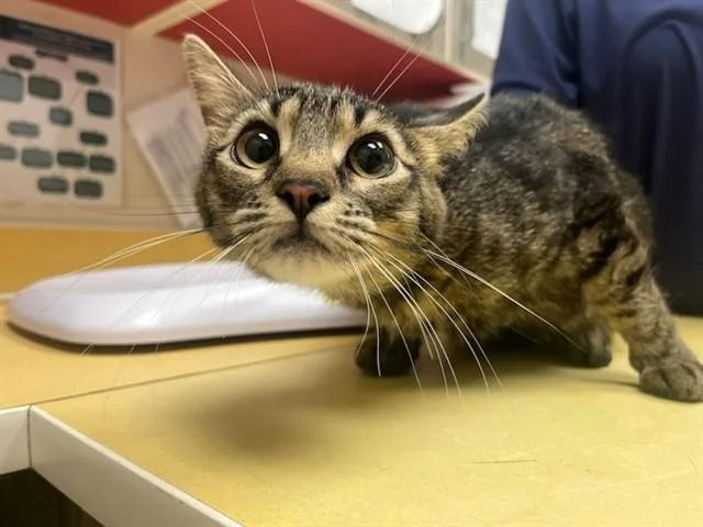 A young medium-sized female Domestic Short Hair cat named Scrimm for adoption in Colorado Springs, CO