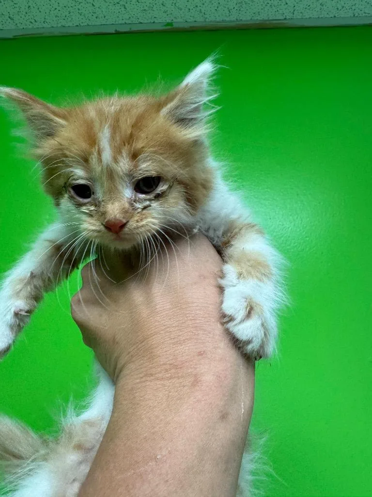 A baby medium-sized female Domestic Medium Hair cat named Cinder for adoption in Johnson City, TN