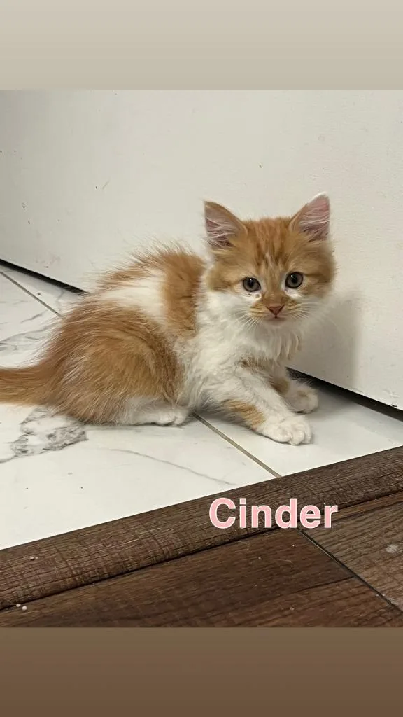 Cinder thumbnail 2