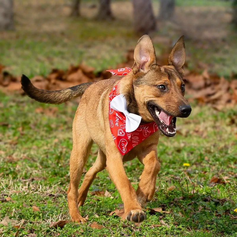 An adult medium-sized male Brown / Chocolate Mountain Cur dog named Lick Jagger for adoption in Lake Jackson, TX