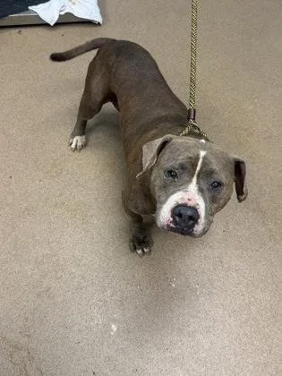 A senior medium-sized female Mixed Breed dog named Lisp for adoption in Chamblee, GA
