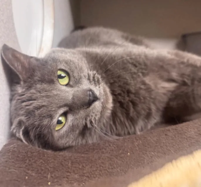An adult large-sized female Gray / Blue / Silver Domestic Short Hair cat named Rue for adoption in Osseo, MI