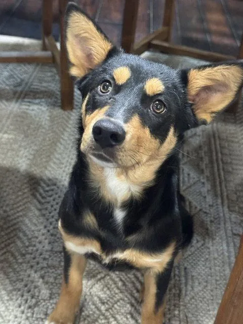 A young medium-sized male Collie dog named Jillee Bean for adoption in Salt Lake City, UT