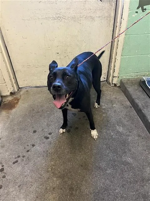 An adult large-sized female Pit Bull Terrier dog named Sage for adoption in Sacramento, CA
