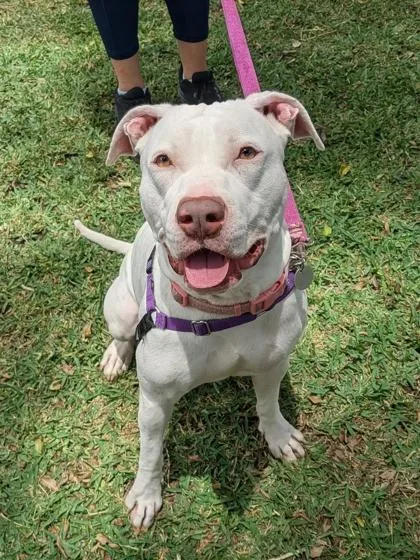 An adult medium-sized female Mixed Breed dog named Angel for adoption in Honolulu, HI