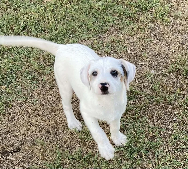 A baby medium-sized female Australian Terrier dog named Vanilla for adoption in Media, PA