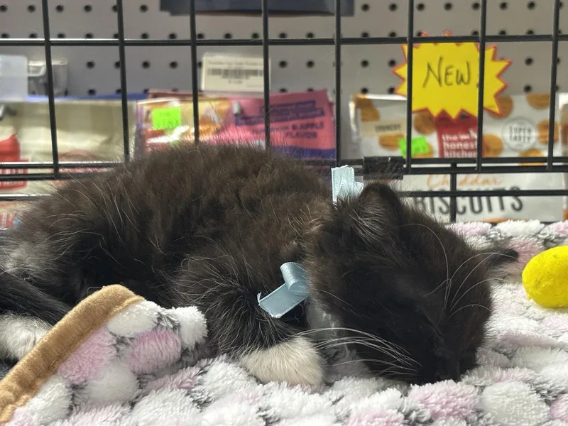 A baby large-sized male Black & White / Tuxedo Domestic Long Hair cat named Cooper for adoption in Oakboro , NC