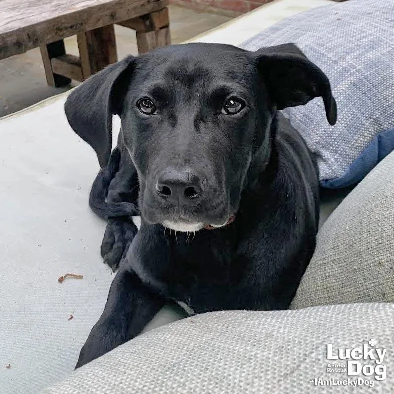 A baby large-sized female Labrador Retriever dog named Roo for adoption in Washington, DC