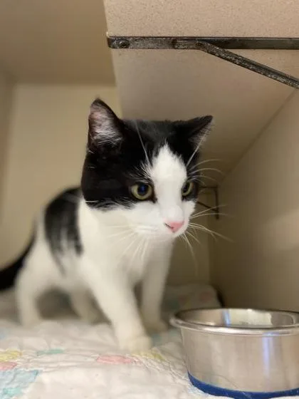 An adult medium-sized female Domestic Short Hair cat named Dominos for adoption in Columbus, IN
