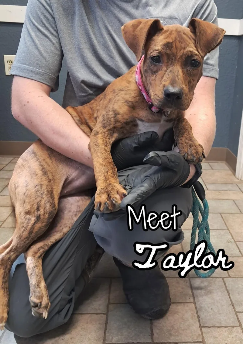 A baby medium-sized female Brindle Mountain Cur dog named Taylor for adoption in Hollister, MO