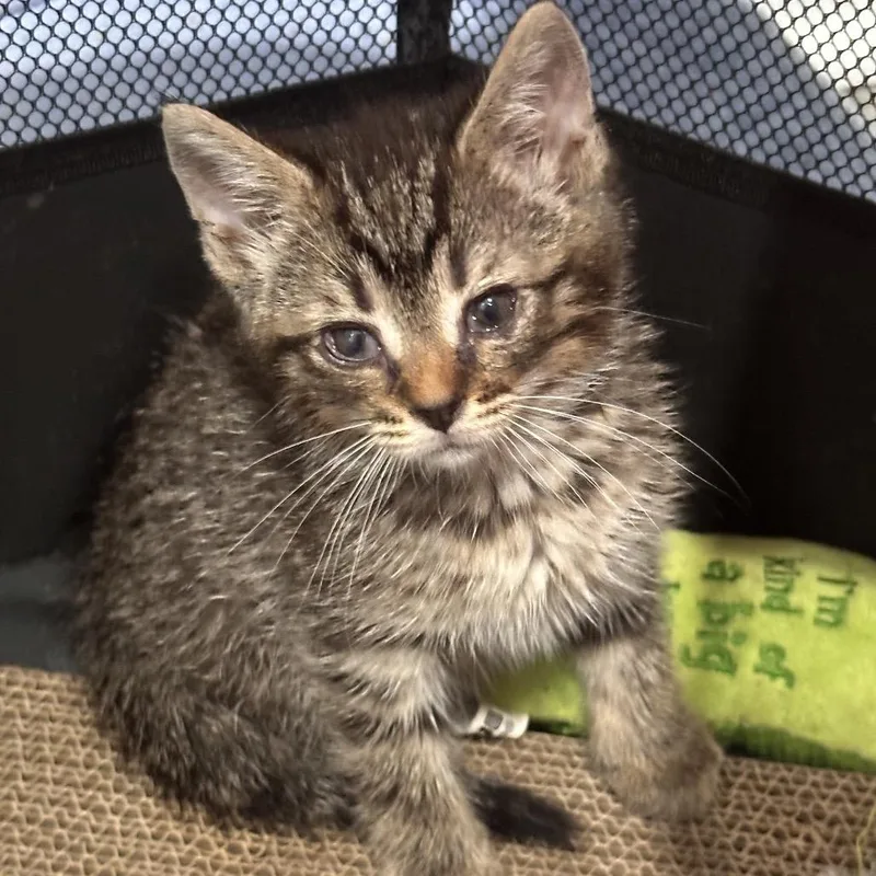 A baby small-sized female Brown / Chocolate Domestic Short Hair cat named Dabble for adoption in Newark, NJ