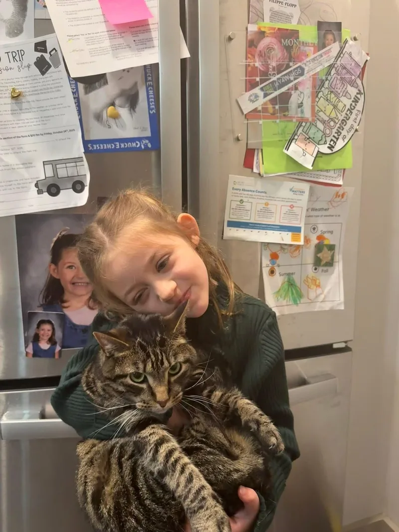 An adult medium-sized male Tabby (Brown / Chocolate) Domestic Short Hair cat named Dash for adoption in Nashville, TN