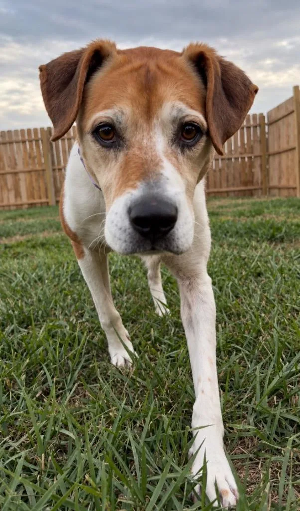 A senior large-sized female English Coonhound dog named Polly for adoption in Centralia, IL