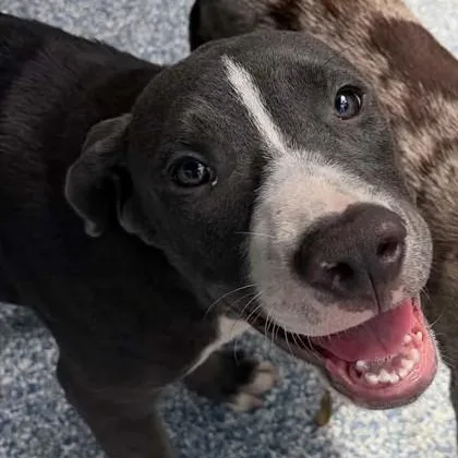 A baby medium-sized male Black Mixed Breed dog named River for adoption in Fernandina Beach, FL