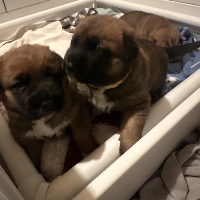 Daisy Duke thumbnail 2