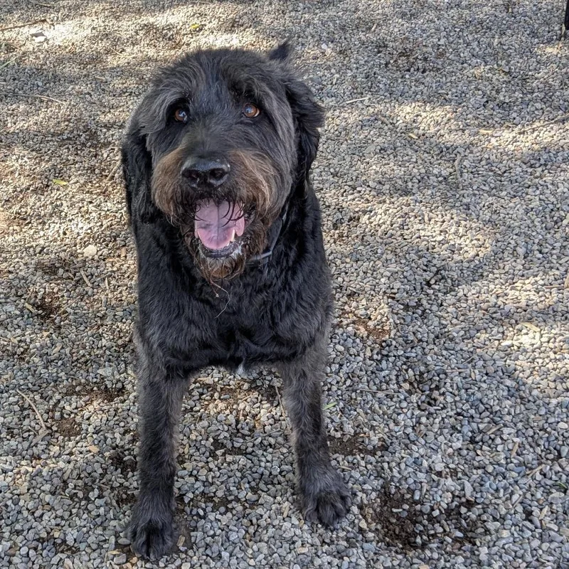 A senior large-sized male Black Labradoodle dog named Rex Delta for adoption in Ridgway, CO