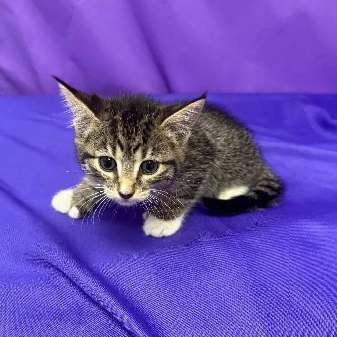 A baby small-sized male Brown / Chocolate Domestic Short Hair cat named Phillip for adoption in North Myrtle Beach, SC