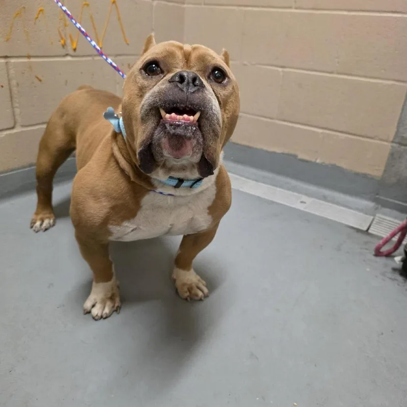 An adult large-sized male English Bulldog dog named Hercules for adoption in Tacoma, WA