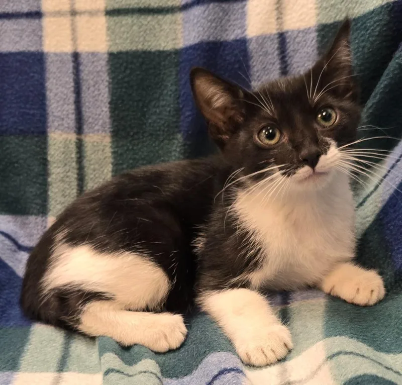 A baby small-sized female Domestic Short Hair cat named Dixie for adoption in Murphysboro, IL