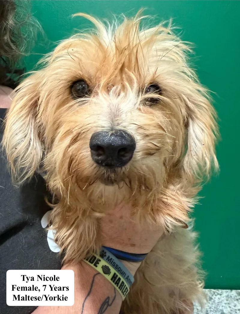 An adult small-sized female Maltese dog named Tya Nicole for adoption in Blue Springs, MO