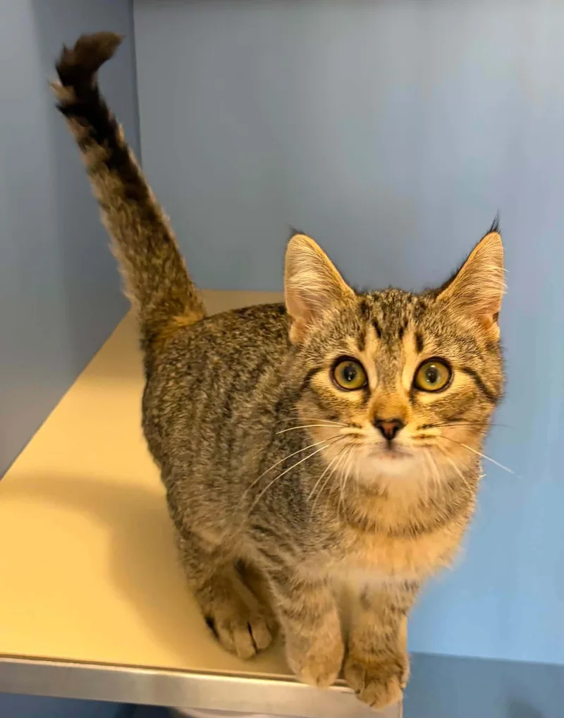 A young medium-sized female Tabby (Brown / Chocolate) Domestic Short Hair cat named Honey for adoption in Lincoln, MI