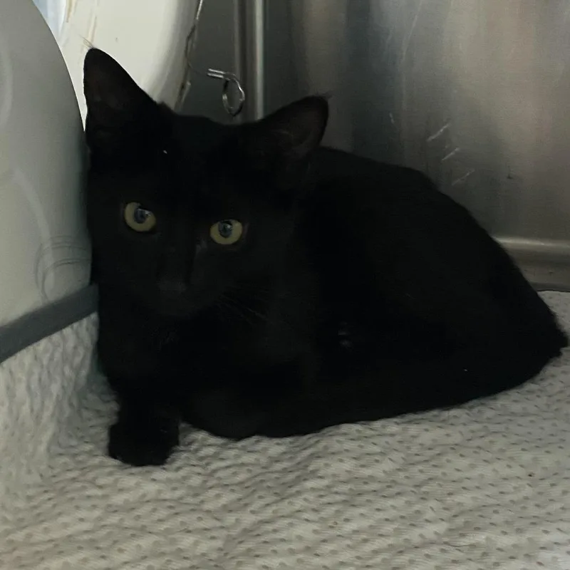 A baby small-sized female Black Domestic Short Hair cat named Alice for adoption in Jefferson city, TN