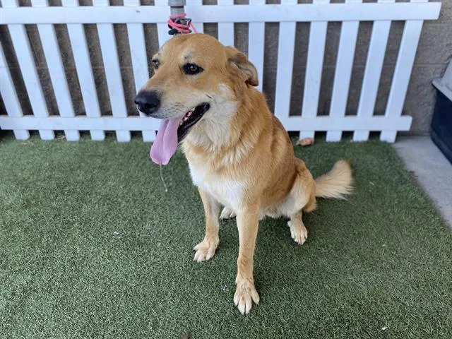 A young large-sized male Anatolian Shepherd dog named A for adoption in Modesto, CA