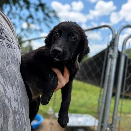A baby medium-sized male Flat-Coated Retriever dog named Bo for adoption in Morton Grove, IL