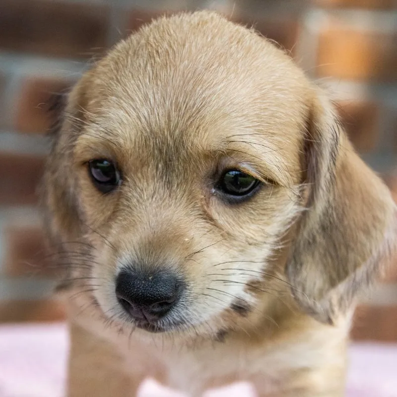 Jellybean thumbnail 3