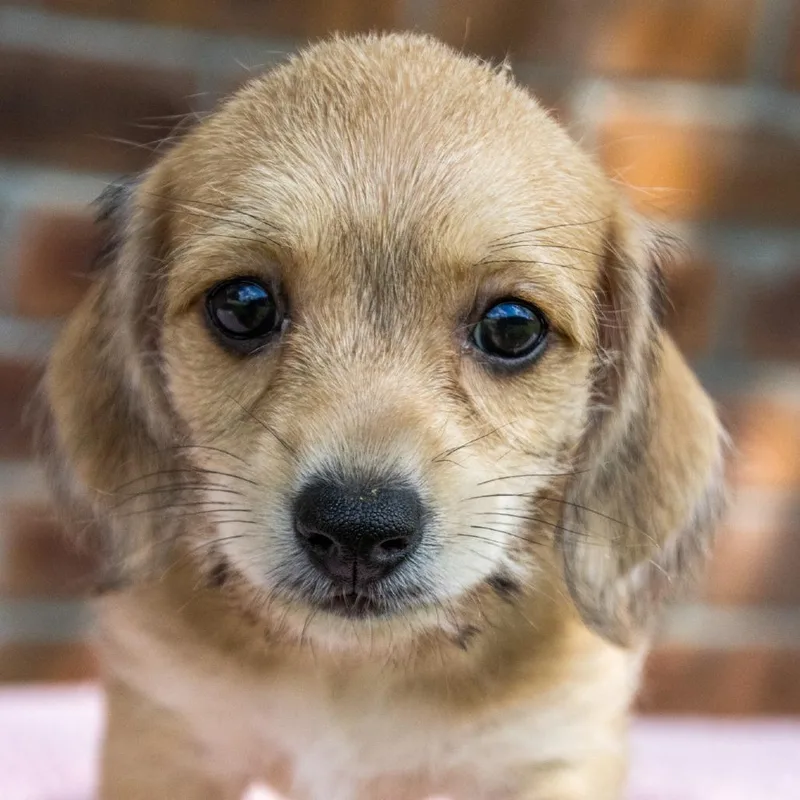 Jellybean thumbnail 4