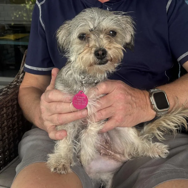 An adult small-sized female White / Cream Yorkshire Terrier dog named Bella Rose for adoption in Houston, TX