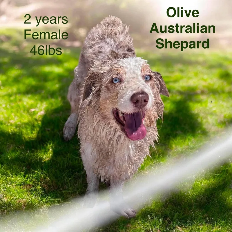 An adult medium-sized female Aussiedoodle dog named Olive for adoption in Joliet, IL