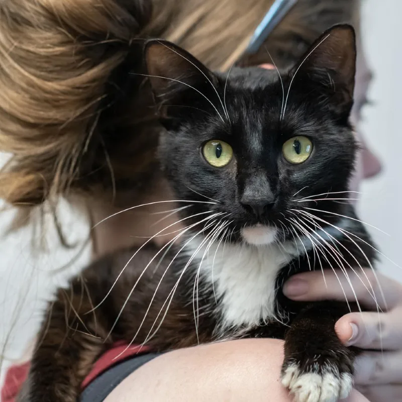 An adult medium-sized male Black Domestic Short Hair cat named Hawk for adoption in Bartlett, TN