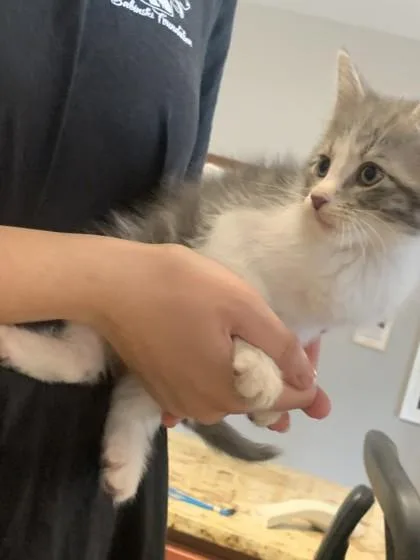 A baby small-sized male Domestic Short Hair cat named Soren for adoption in Pequot Lakes, MN