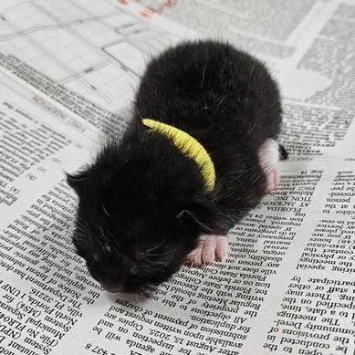 A baby small-sized male Black Domestic Short Hair cat named Scary for adoption in Jacksonville, FL