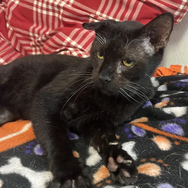 A senior medium-sized male Black Domestic Short Hair cat named Jj for adoption in Belleville, IL