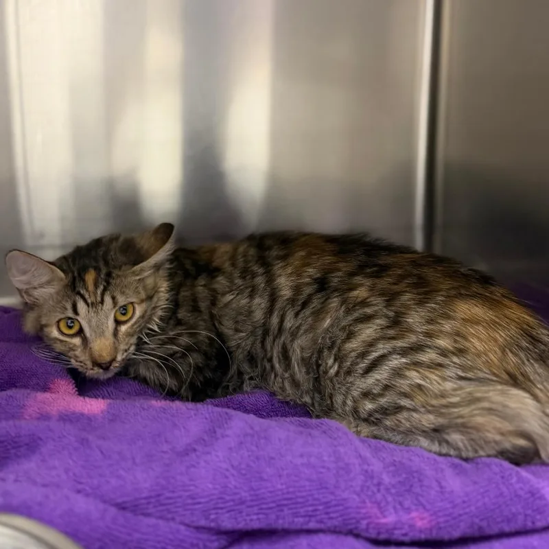 An adult medium-sized female Domestic Medium Hair cat named Andarna for adoption in Bullhead City, AZ
