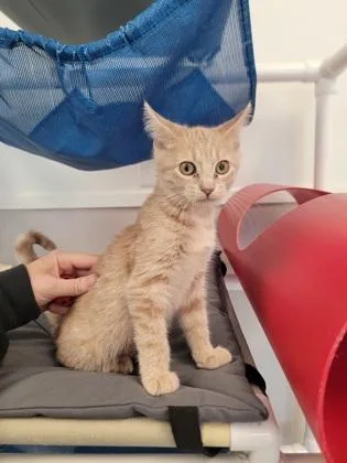 A baby small-sized female Domestic Short Hair cat named Squash for adoption in Fergus Falls, MN