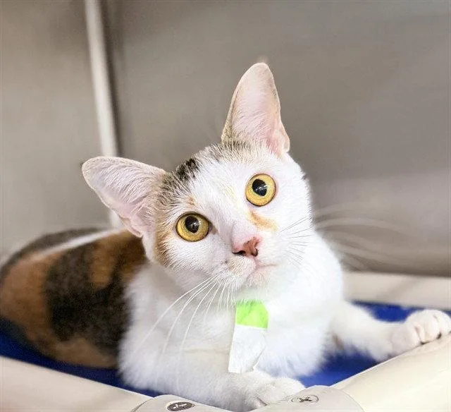 A young medium-sized female Domestic Short Hair cat named A for adoption in Tavares, FL