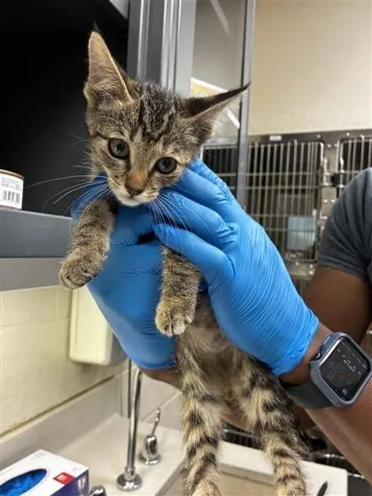 A baby medium-sized female Buff / Tan / Fawn Domestic Short Hair cat named Polly for adoption in Wichita, KS