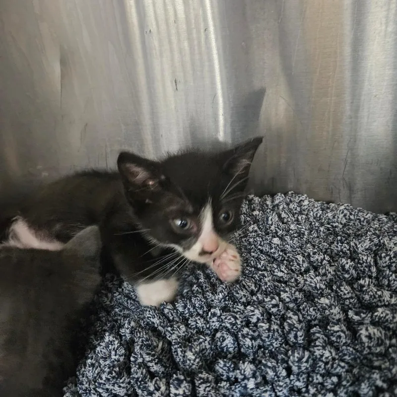 A baby small-sized male Black Domestic Short Hair cat named Piano for adoption in Ridgely, MD