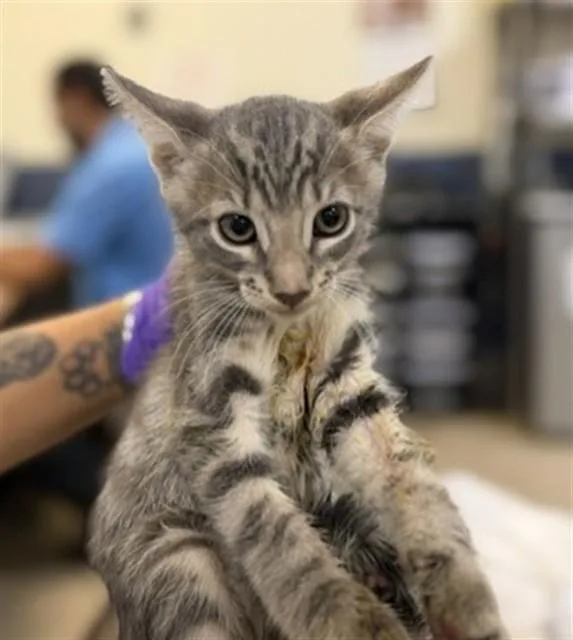 A baby small-sized male Domestic Short Hair cat named Chino for adoption in Miami, FL