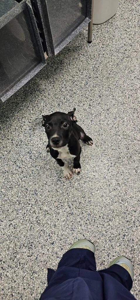 A baby small-sized male Terrier dog named Ringo for adoption in Athens, TN