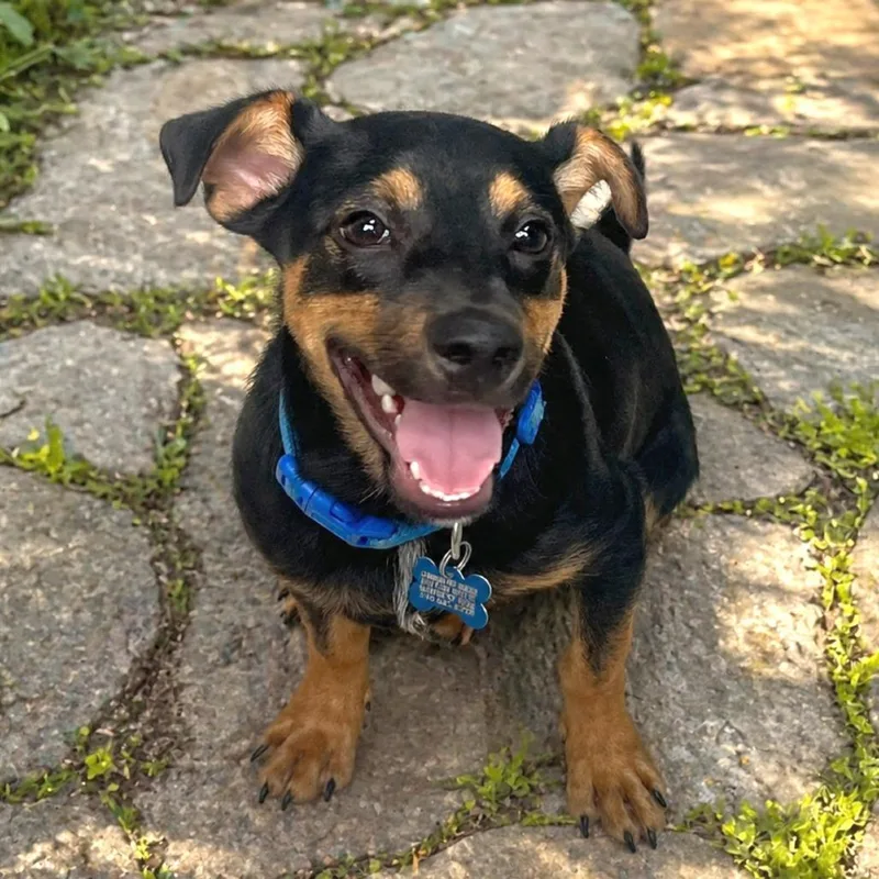 A baby small-sized male Black Dachshund dog named Leif for adoption in Boerne, TX