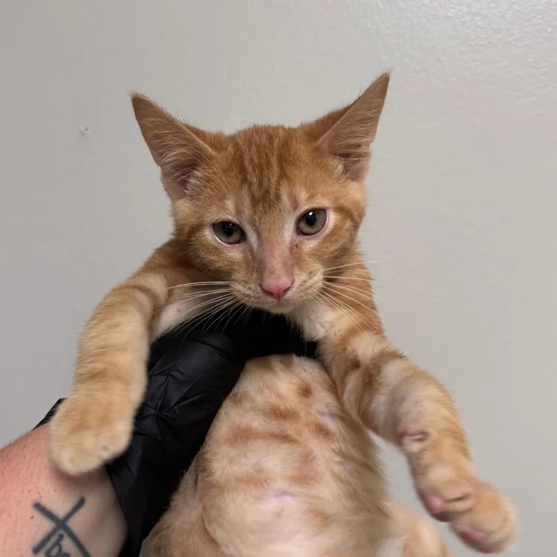 A baby small-sized male Orange / Red Domestic Short Hair cat named Toby for adoption in Columbiana, AL